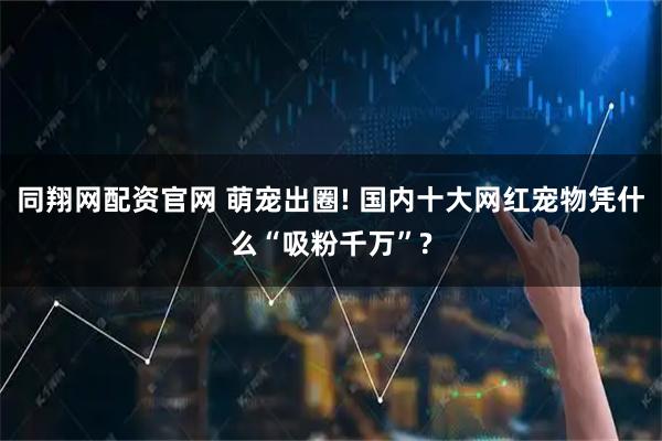 同翔网配资官网 萌宠出圈! 国内十大网红宠物凭什么“吸粉千万”?
